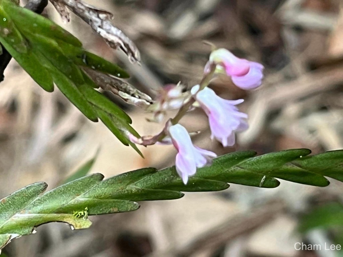 Podochilus falcatus Lindl.